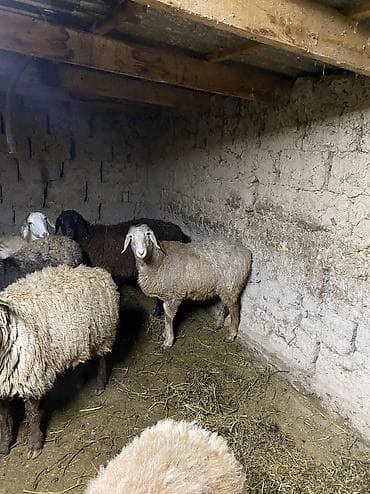 Услуги ветеринара: Продаю | Овца (самка) | На забой | Матка — 4
