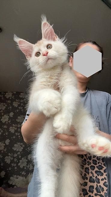 котята сиамской кошки: Мейн-кун, 2 месяца, Мальчик, Приучена к лотку — 2