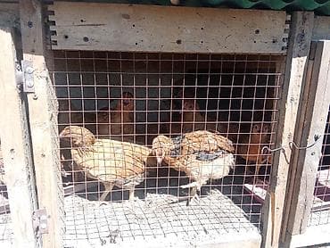 клетки для кур: Продаю | Куры | Домашняя, Кучинская | Несушки — 1