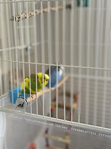 Волнистые попугайчики с комплектом аксессуаров - Пара волнистых