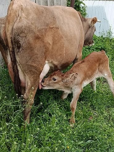 молоко варка: Продаю | Корова (самка) | Алатауская | Для молока | После отела — 4