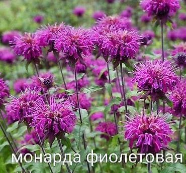 соги цена: Продаю фейхоа 10 лет за 9000с. Розмарин, майоран, лаванда, шалфей — 6