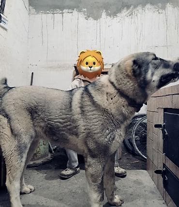 собака бишкек: Собака крупной породы (тип алабая/волкодава). Вязка Вязка по? — 4