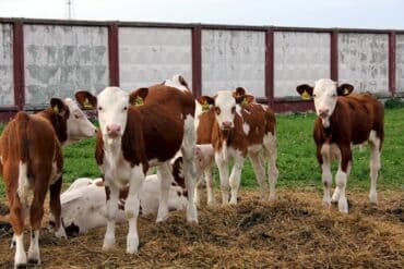 Собаки: Продаю | Корова (самка), Бык (самец), Тёлка — 1