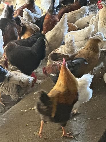 чөп сатылат: Сатам | Тооктор, Короздор | Үй, Кучинская | Союуга, Көбөйтүү үчүн, Жумуртка туудуруу үчүн — 2