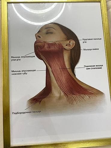 Курсы массажа | Вакуумный массаж Помощь в трудоустройстве