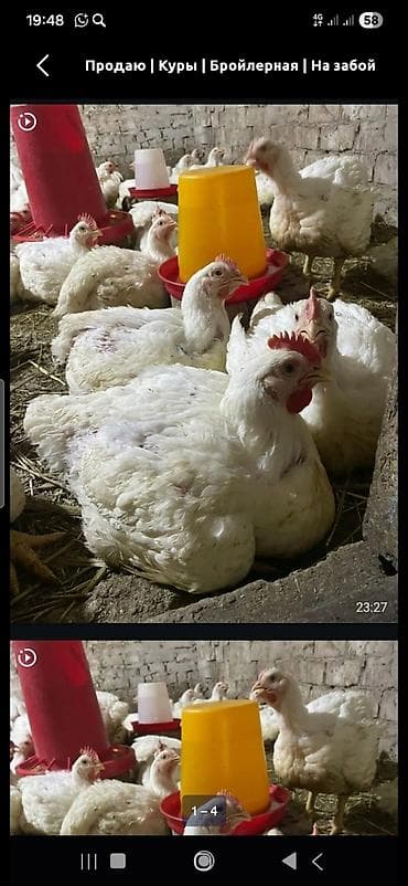 Продаю бройлер Бройлерные куры на забой. -