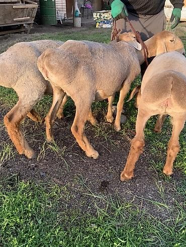 собачий мясо: Продаю | Ягненок | Эдильбаевская | Для разведения | Племенные — 4