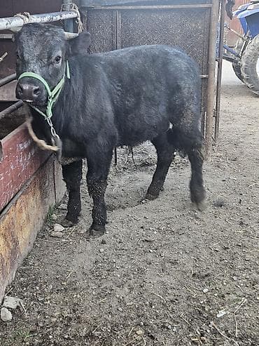 Продаю | Бык (самец) | На откорм | Привязанные