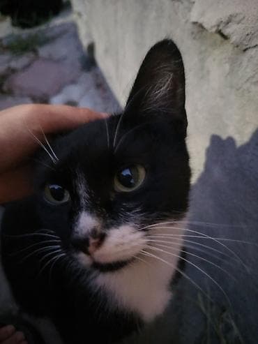 веслаухая кошка: Кошка даром: Беспородная, 3 года, Девочка — 1