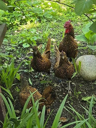 яйца павлина купить: Инкубационные яйца от декоративной породы кур Сибрайт — 5