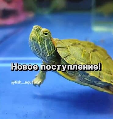 купить домашнюю черепаху: Черепашки красноухие аквариумные! Вновь в наличии! Уточняйте наличие — 2