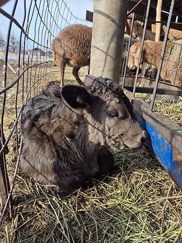 музо: Продаю | Музоо, торпок | На откорм | Искусственник — 2