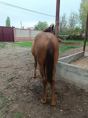 тайлар: Продаю | Жеребенок | Английская | Конный спорт — 3