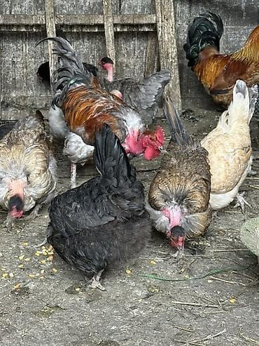 румынский фазан самка: Продаю | Куры, Петух | Домашняя | Для разведения — 10