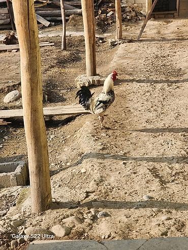узи аппарат для животных: Продаю | Петух | Для разведения — 1
