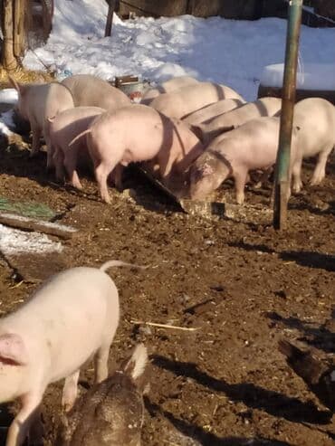 декоративные животные: Продаю | Поросенок | Крупная белая | На забой | Матка — 3