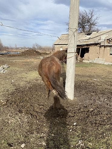 продаю осёл: Продаю | Жеребец | Конный спорт | Племенные — 3