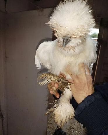 петух курица: Продаю | Куры, Петух — 3