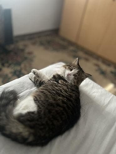 шотландская кошка бишкек: Пропала : Мальчик — 2