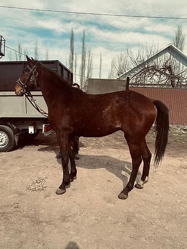 продажа домашних животных: Продаю | Жеребец | Английская | Конный спорт, Для разведения — 1