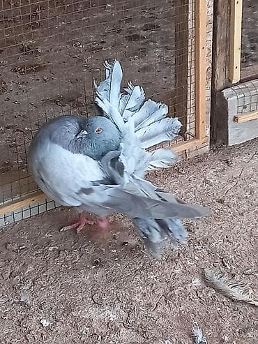 голуби животное: Продаю голубей Павлины голуби пепельных окрасов.пара 5000 Описание — 6