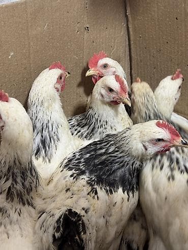 попугаи кара балта: Продаю цыплят — 4