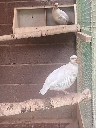 Продаю инкубационные яйцо кекликов силвер Птицы: силвер куропатки