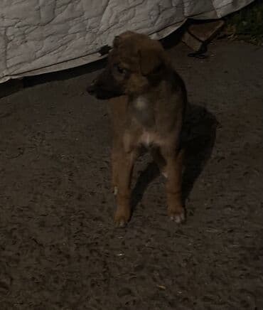 французский бульдог купить бишкек: Овчарка, 2 месяца, Самка — 28