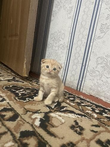 Скотиш Фолд (Шотландиялык шалпаң кулак), 1 айлык, Эркек, Кызгыл сары, Лотокко барууга үйрөтүлгөн lalafo.kg да Скотиш Фолд (Шотландиялык шалпаң кулак), 1 айлык, Эркек, Кызгыл сары, Лотокко барууга үйрөтүлгөн