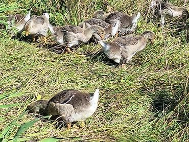 Молодняк домашних гусей - Предлагаются гусята из одной выводки — 8