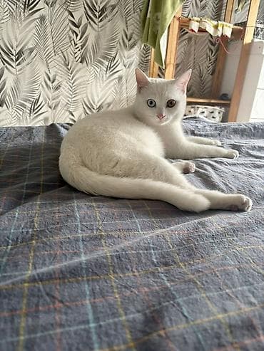 серая кошка: 8 месяцев, Мальчик, Белый, Приучена к лотку, Проглистована — 2