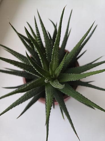 Алоэ: Суккулент Haworthia (в горшке) - Компактное комнатное растение с — 1