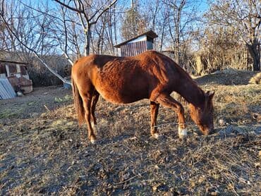Продаю | Кобыла (самка) | Рабочий