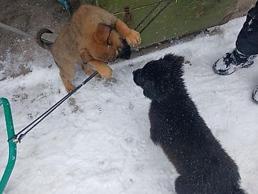 собака питбуль купить: Отдам даром щенят. есть 1 мальчик и 3 девочки. вырастут средними — 8