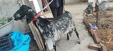 Продаю | Козёл (самец) | Для молока | Котные