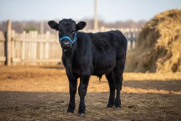 купить инкубационное яйцо с доставкой в регионы: Продаю | Бык (самец) | На откорм, Для разведения | Искусственник — 2