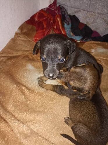 купить щенка той терьера: Продаю мини щенков 2 самки домашнее среднего роста очень милые щинки — 1
