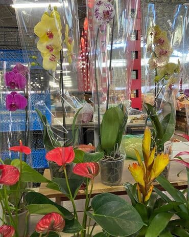 микрозелень цена бишкек: Цены от 350 выше — 3