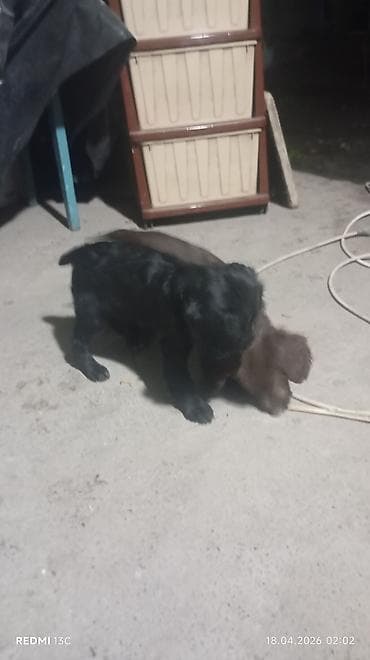 королевский дог цена: Продаю охотников.щенкам больше двух месяцев .привиты .цена 4000сом — 2