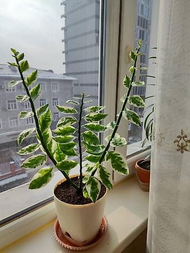 Женское счастье (Спатифиллюм): Продаю комнатные растения - Педилантус - комнатные цветы и для офиса — 1