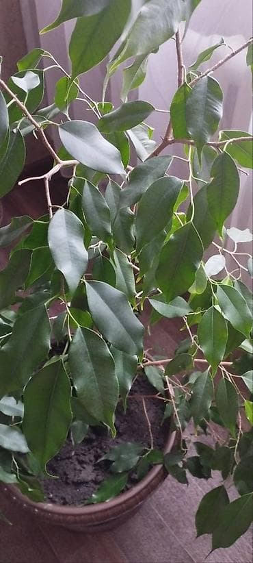 Замиокулькас (Долларовое дерево): Фикус бенджамина. 3000 сом. Самовывоз — 2