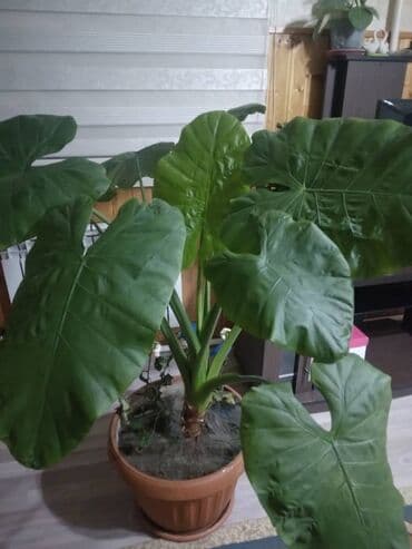 купить аквариум для рыбок недорого: Все по 1500 — 1