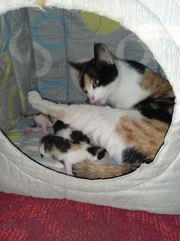 Мышыктар: Котята от трехцветной кошки - Помет новорождённых котят от ласковой — 2