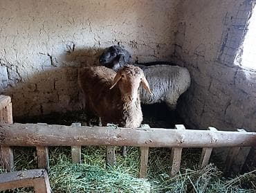 швец корова: Продаю | Овца (самка) — 1