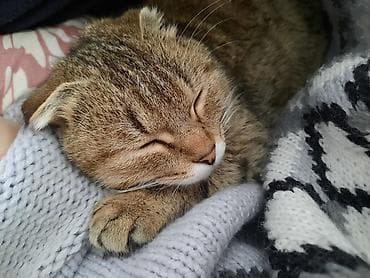 жылкы жаныбар: Скотиш Фолд (Шотландиялык шалпаң кулак), 1 жаш, Ургаачы, Лотокко барууга үйрөтүлгөн — 1