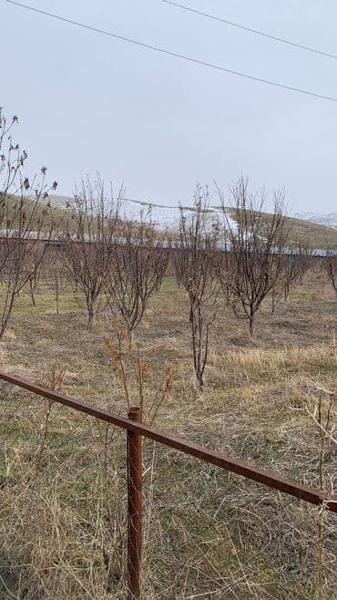 участок сатылат сокулук: 🔥 ПРОДАЁТСЯ🔥 Кашара+дом с плодоносным садом Участок 1,40га в селе — 4