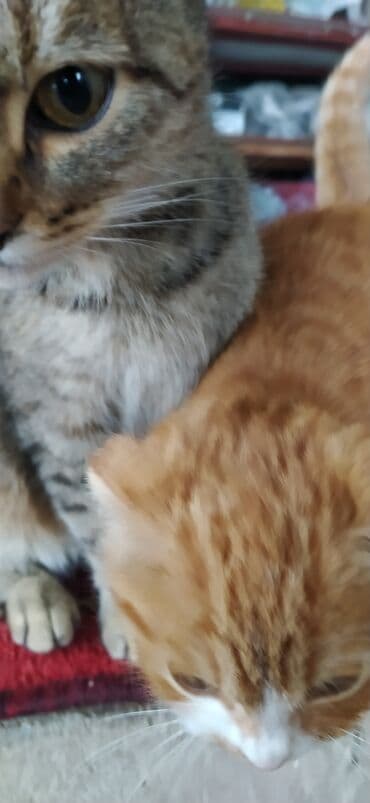 шотландская кошка черная: Скотиш Фолд (Шотландская вислоухая), 3 месяца, Девочка, Рыжий — 5