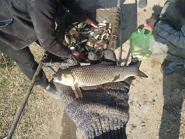 мальки фарель: Продаём мальки (сеголеток) в большом количестве. Продажа от 50 кг. и — 4