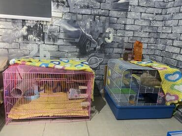 зоомагазин бишкек с животными: Крыска ищет себе НАДЕЖНЫХ хозяев . Очень активная, любит гулять — 7